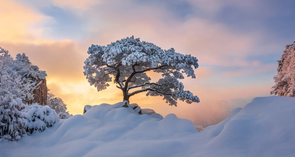 Winter Pine Golden Hour by Jaeyoun Ryu — canvas wall art