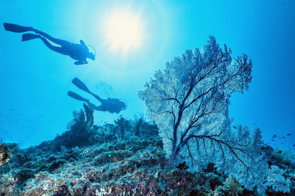 Sunlit Coral Divers by Serge Melesan — canvas wall art