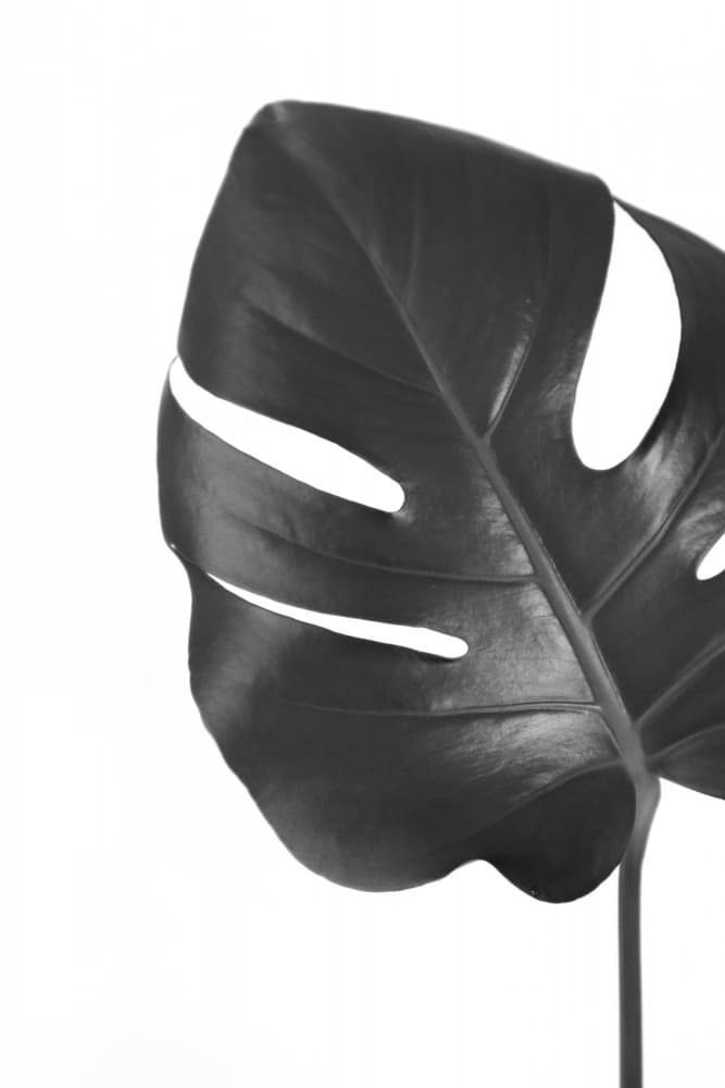 Black And White Monstera Leaf by Rosana Laiz Blursbyai — canvas wall art