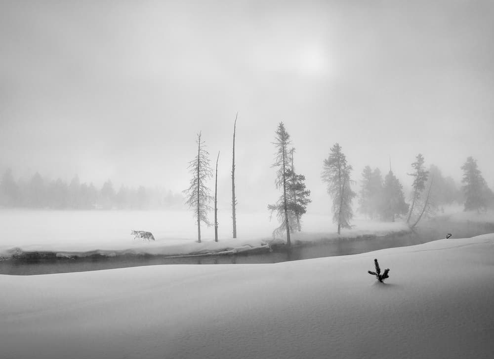 Misty Winter Coyote by Shenshen Dou — canvas wall art