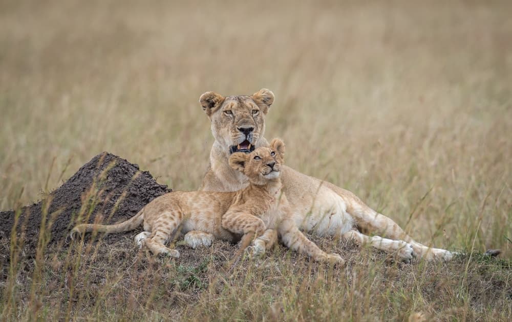 Lion Mother and Cub by Jeffrey C. Sink — canvas wall art
