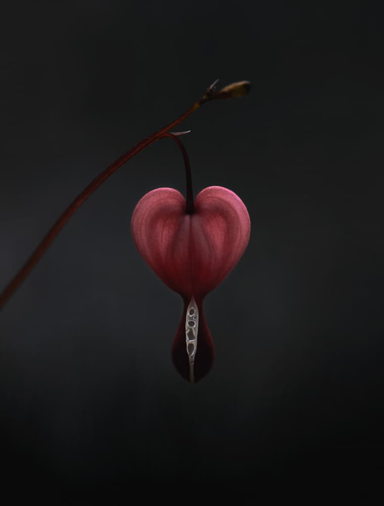 Elegant Bleeding Heart by Lotte Grønkjær — canvas wall art
