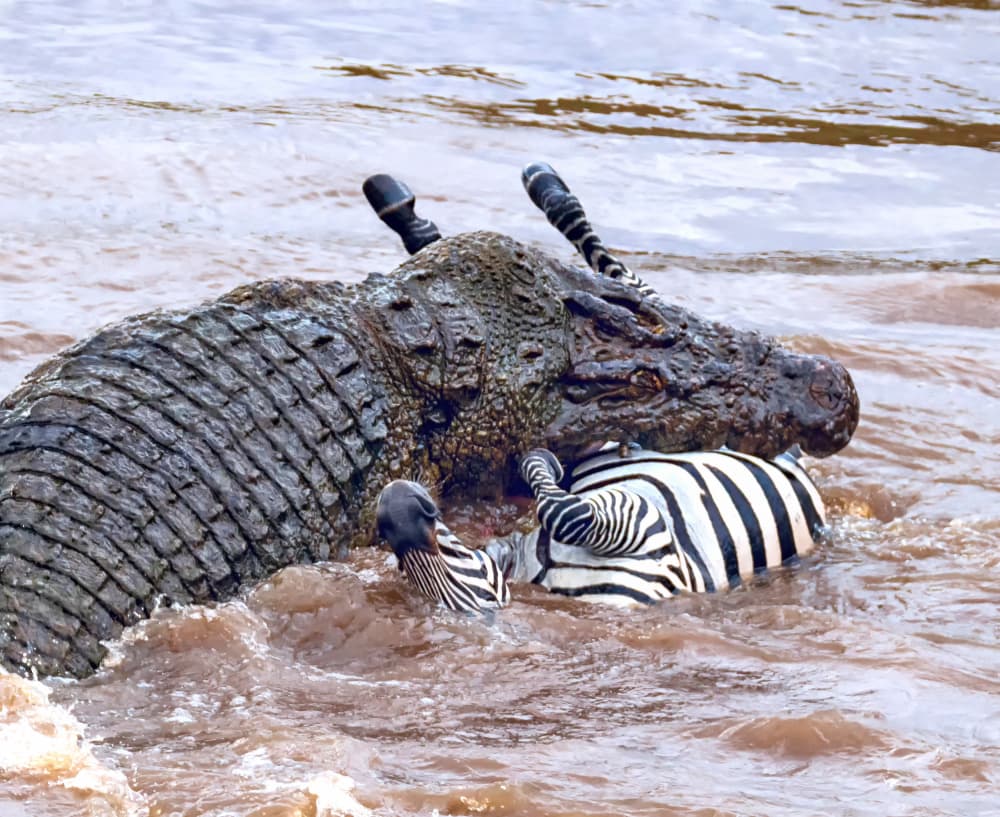 Crocodile Zebra Attack by Jiahong Zeng — canvas wall art