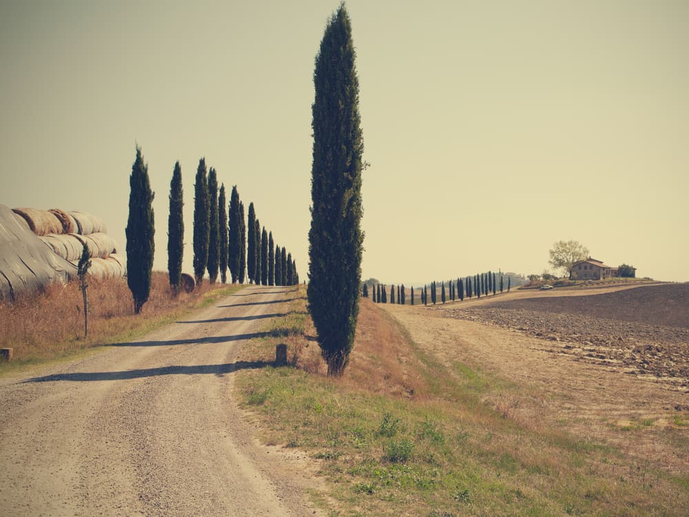 Cypress Lined Country Road by Massimo Della Latta — canvas wall art
