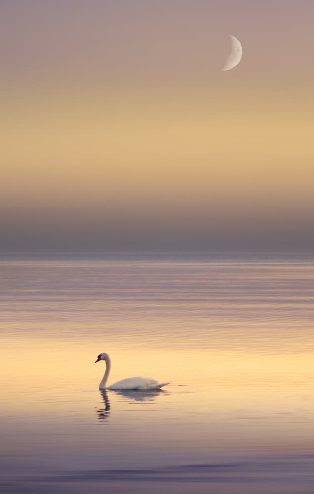 Serene Swan Moon by Nikki Georgieva V E G A N I K — canvas wall art