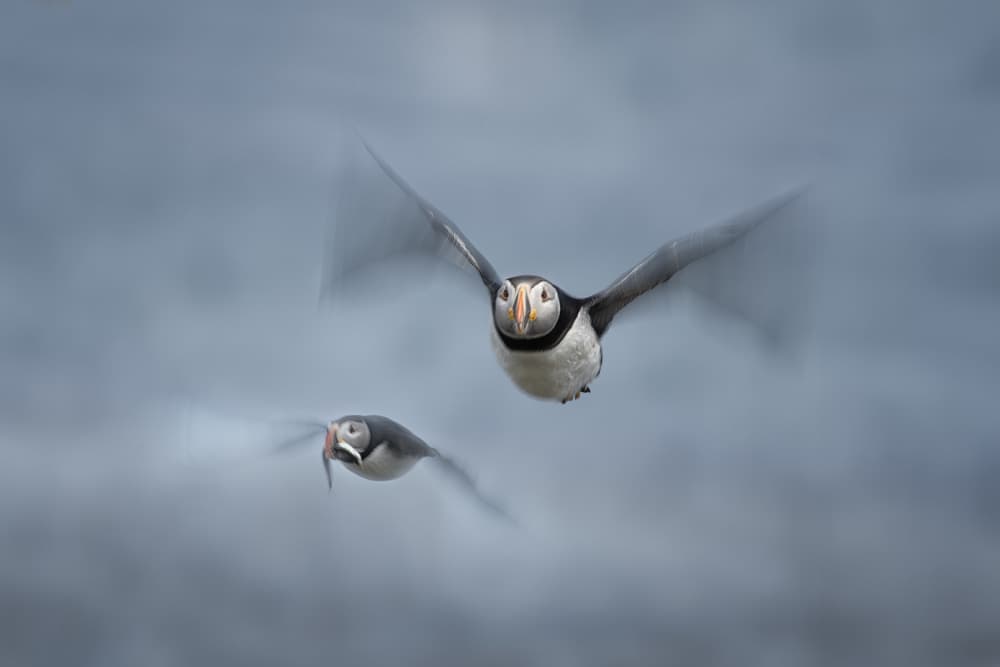 Flying Atlantic Puffins by Larry Deng APA — canvas wall art