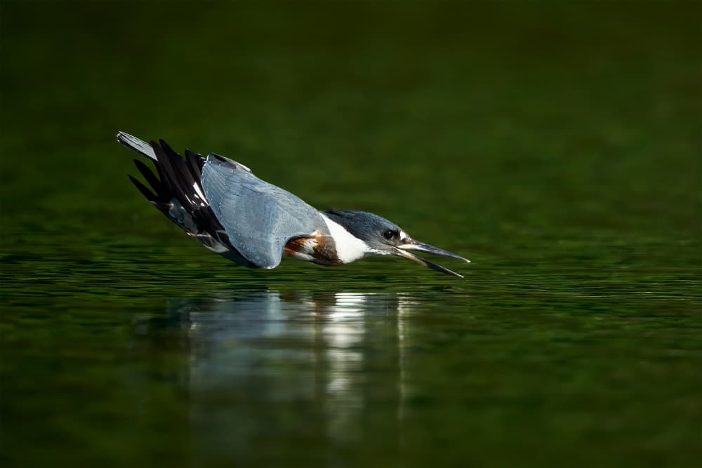 Kingfisher Hunting Dive by Johnny Chen — canvas wall art