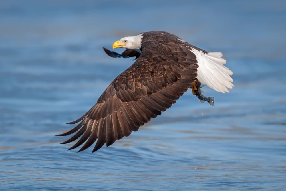 Bald Eagle Fishing by Nick Kalathas — canvas wall art