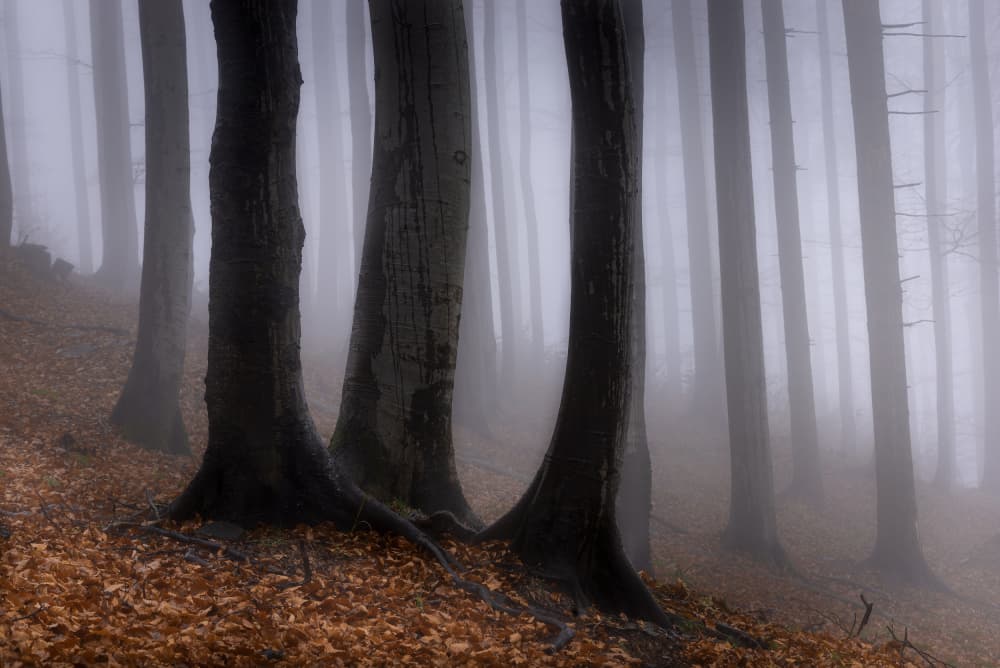 Misty Forest Trunks by Tom Pavlasek — canvas wall art