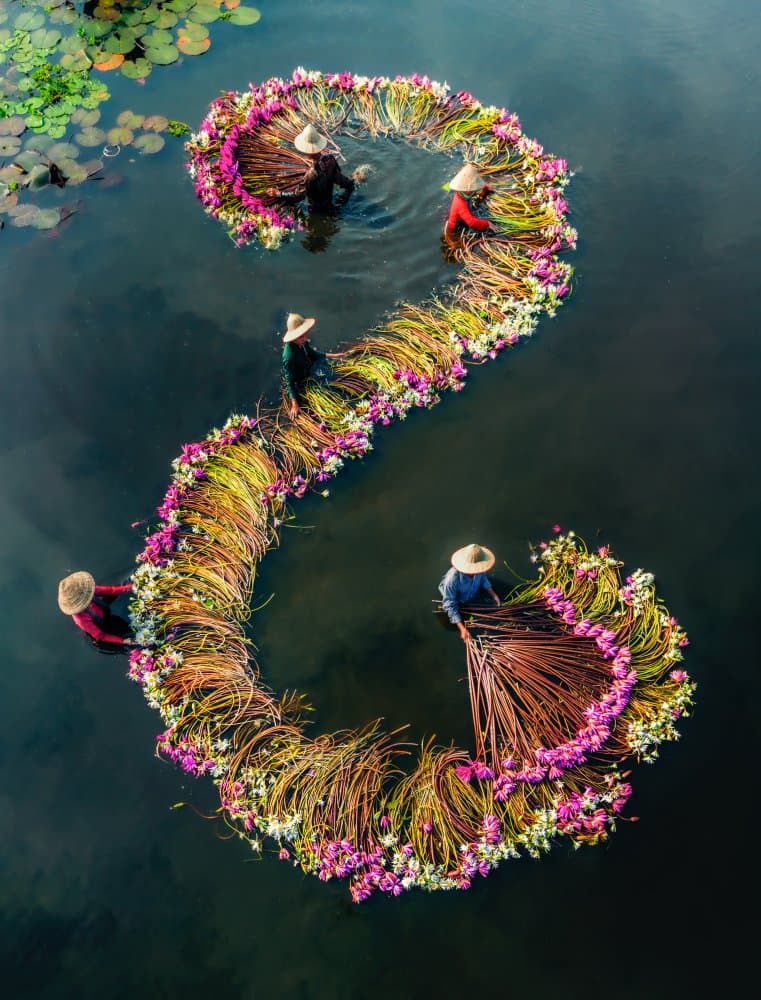 Lotus Harvest Spiral by Nguyen Tan Tuan — canvas wall art