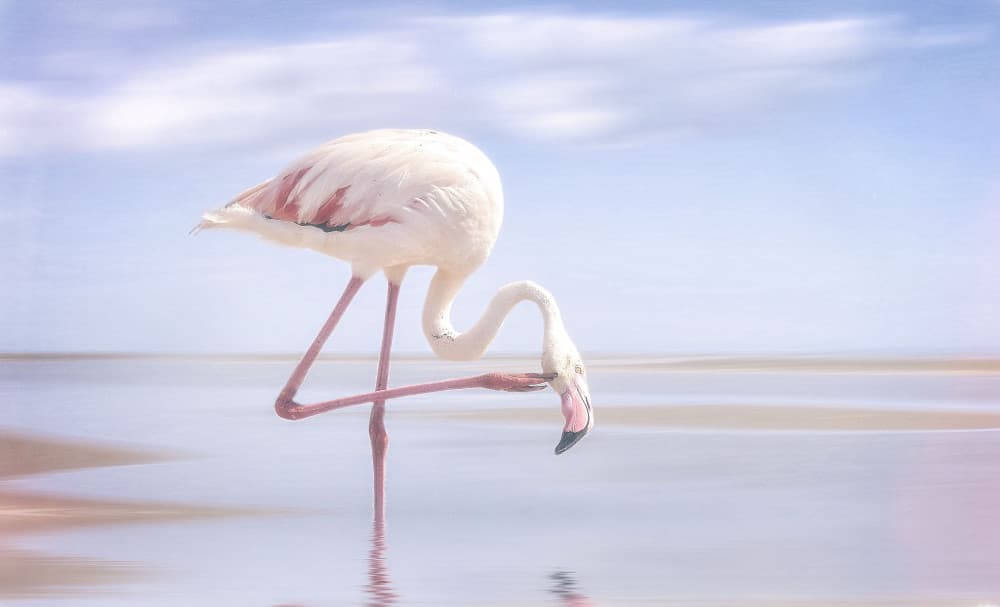 Elegant Flamingo in Water by Anna Cseresnjes — canvas wall art