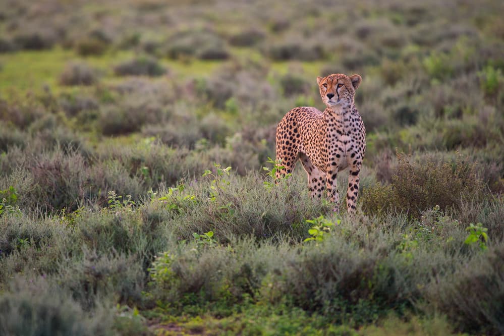 Watchful Cheetah in Savanna by Mohammed Alnaser — canvas wall art