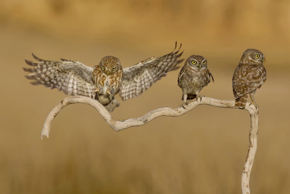 Owls with Spread Wings by David Manusevich — canvas wall art