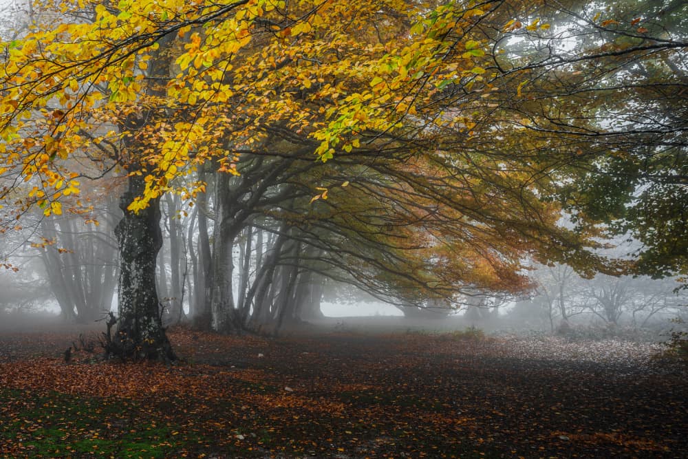 Misty Autumn Woods by Sergio Barboni — canvas wall art