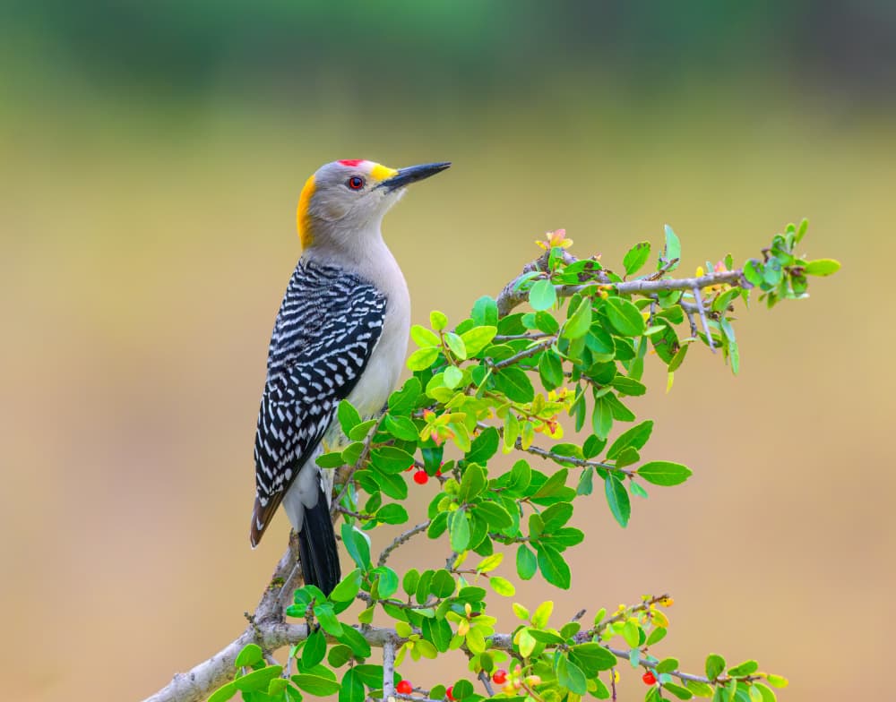 Vibrant Woodpecker Perched by Mike He — canvas wall art