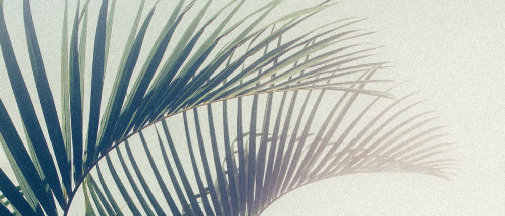 Tropical Palm Shadow by Stephanie Klatt — canvas wall art