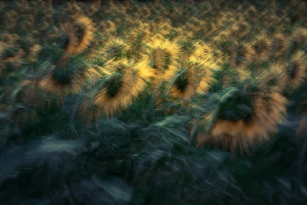Golden Sunflower Haze by Masaki Sugita — canvas wall art