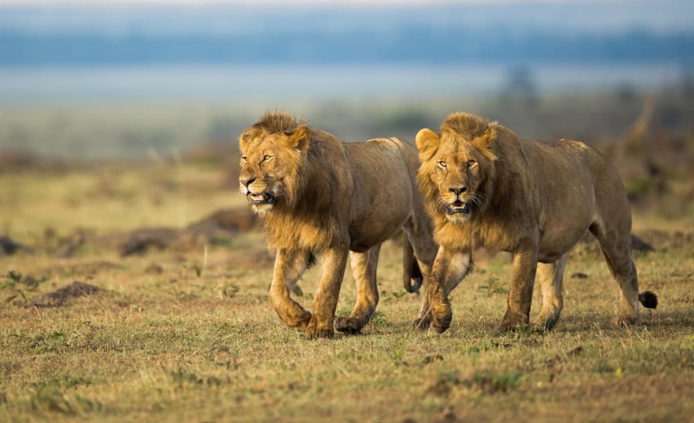 Powerful African Lions by Massimo Mei — canvas wall art