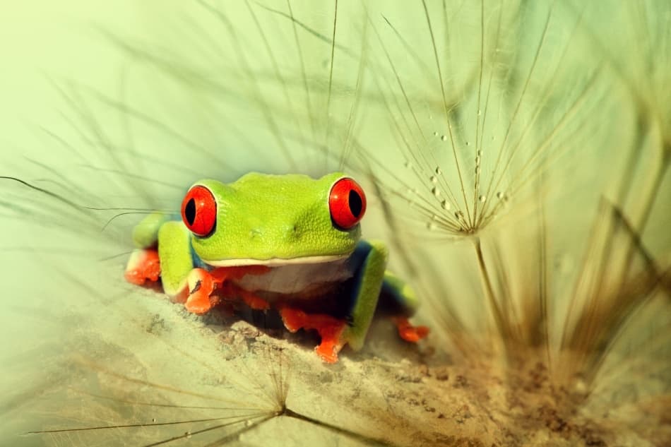 Vibrant Red-Eyed Frog by Wil Mijer — canvas wall art