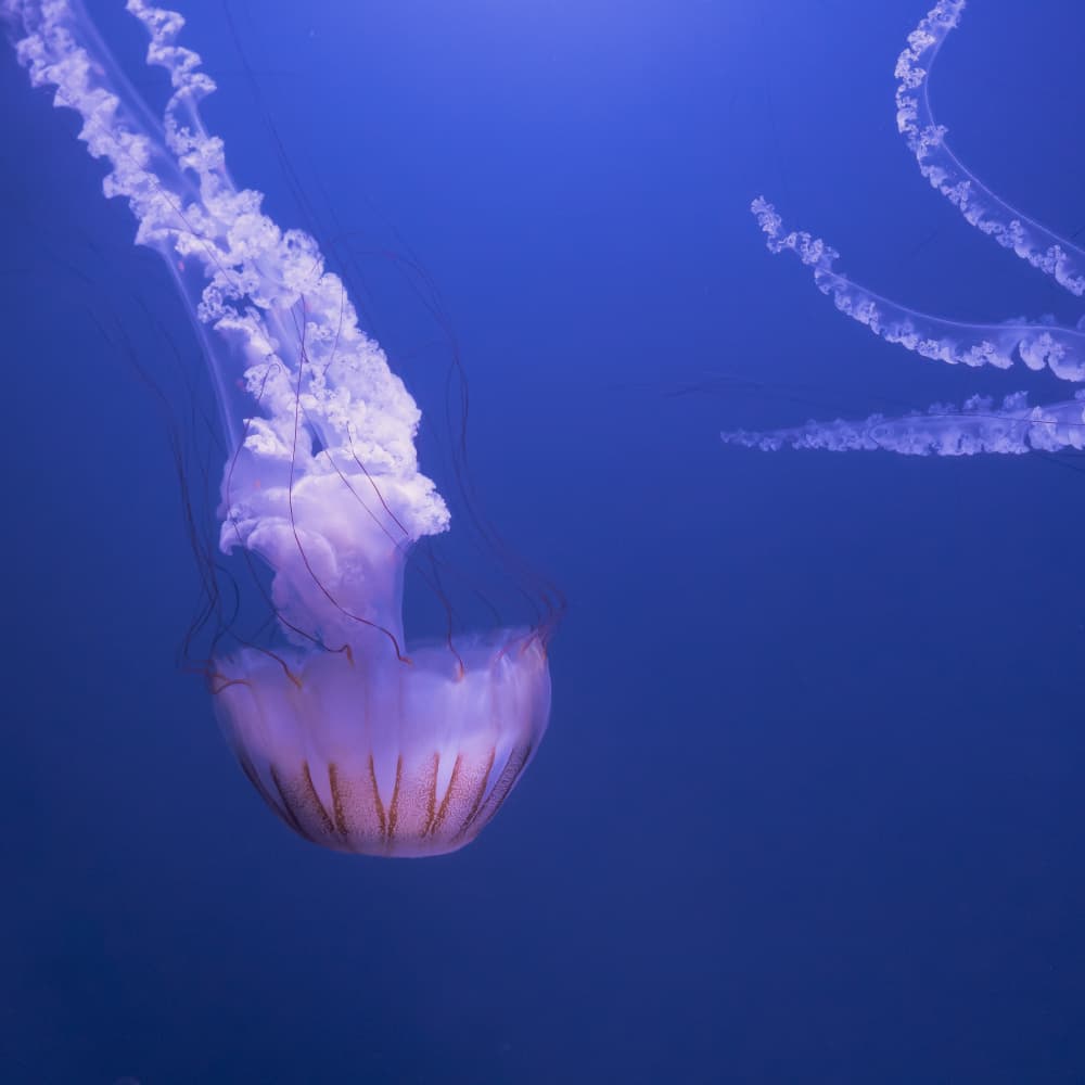 Ethereal Purple Jellyfish by Greetje van Son — canvas wall art