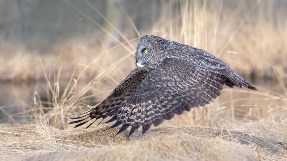 Great Gray Owl in Flight by Jie Fischer — canvas wall art
