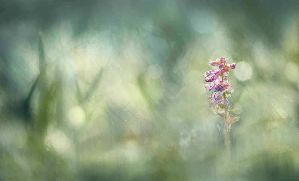 Morninglight by Nel Talen — canvas wall art