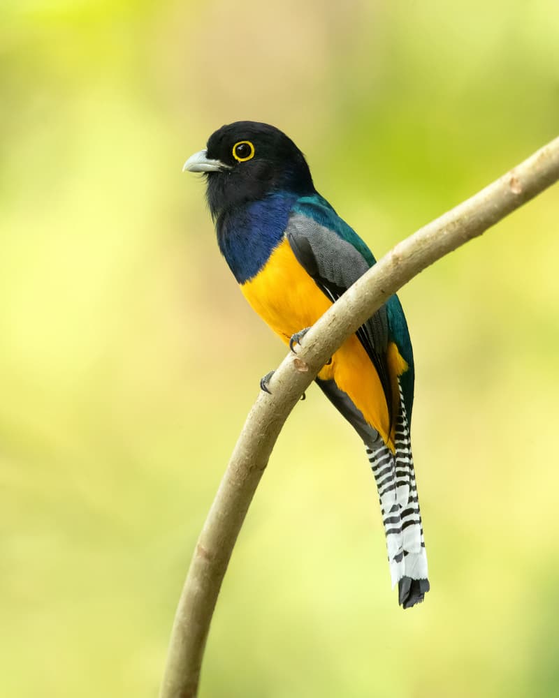 Colorful Tropical Bird by Milan Zygmunt — canvas wall art