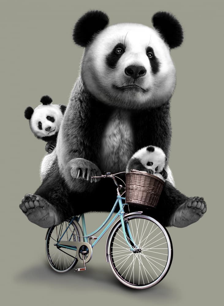 Panda Family Bike Ride by Adam Lawless — canvas wall art
