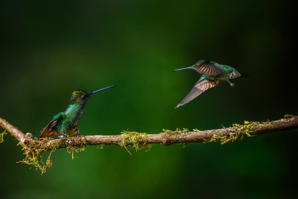 Hummingbird Forest Encounter by Mike He — canvas wall art