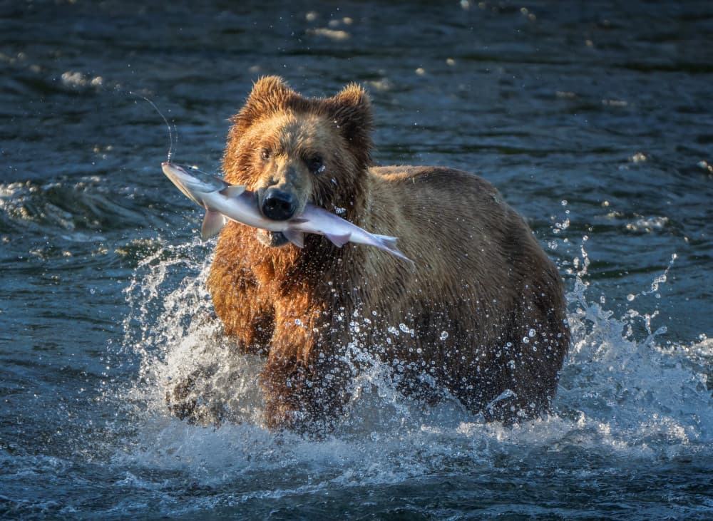 Wild Bear Catches Salmon by Ruiqing P. — canvas wall art