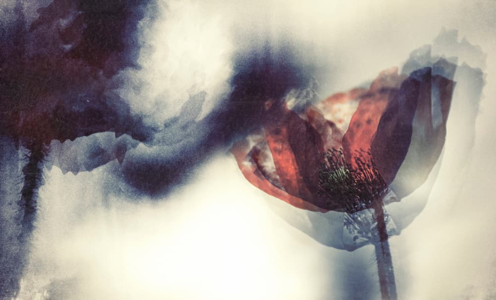 Ethereal Red Poppy by Desislava Ignatova — canvas wall art