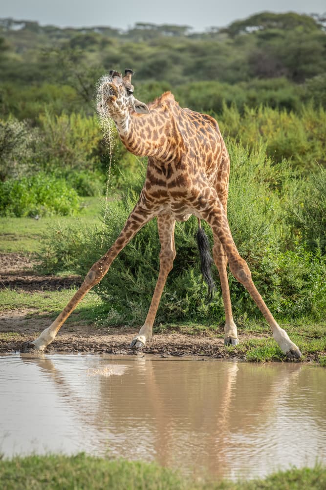 Thirsty Giraffe Drinking by Jeffrey C. Sink — canvas wall art