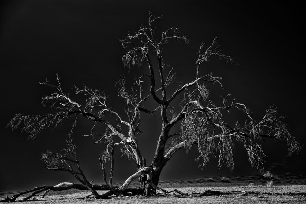 Stark Moody Tree by Hans-Wolfgang Hawerkamp — canvas wall art