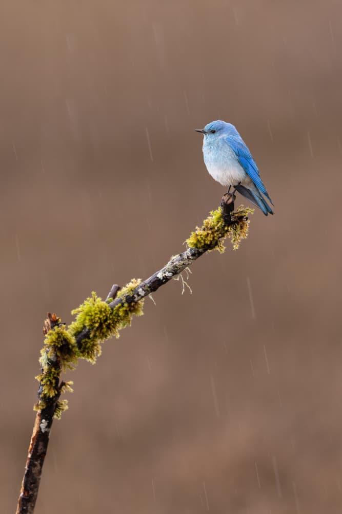 Bluebird In Rain by Bill Lu — canvas wall art