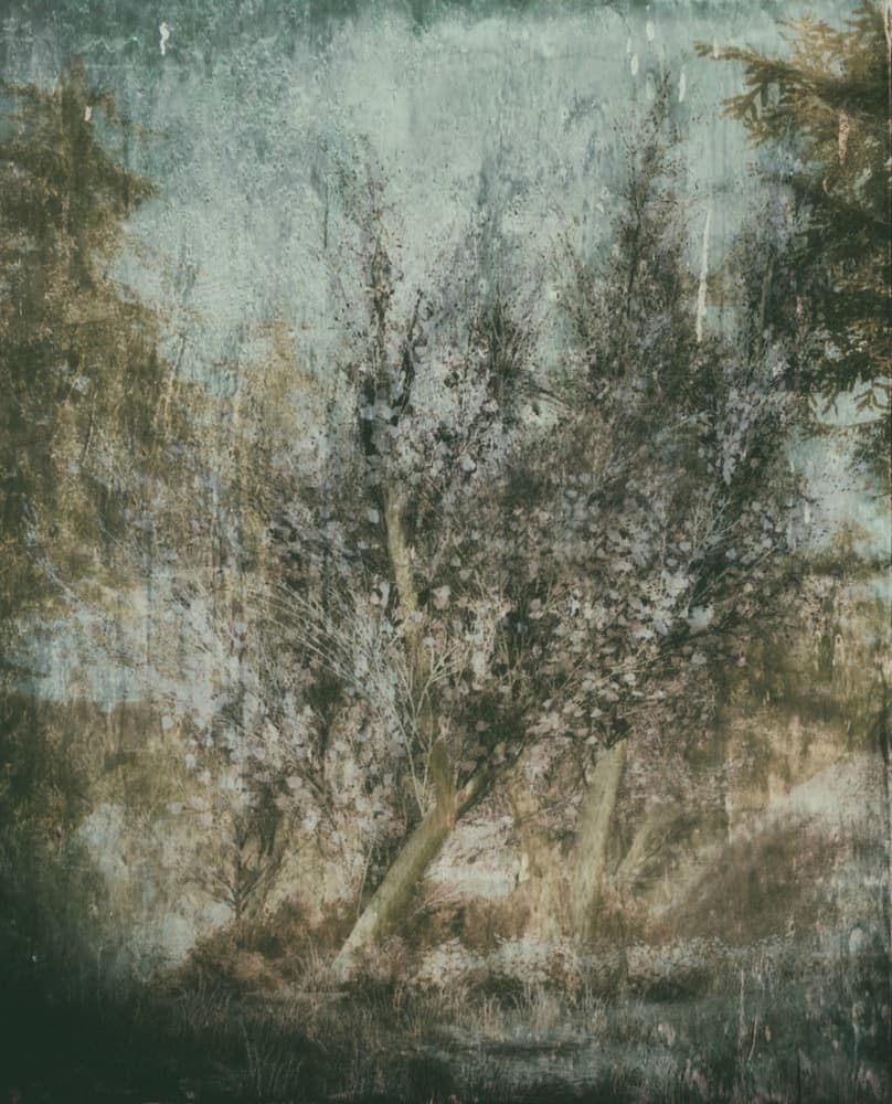 Ethereal Forest Landscape by Delphine Devos — canvas wall art