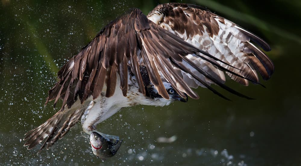 Osprey Fishing Splash by Phillip Chang — canvas wall art