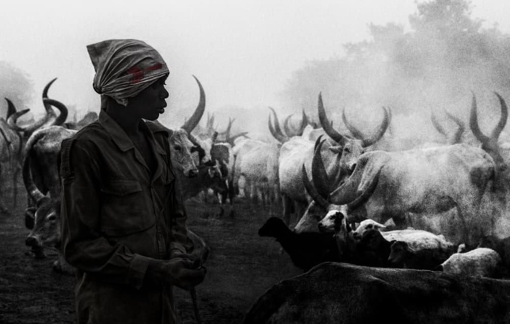 Herdsman and Horned Cattle by Joxe Inazio Kuesta Garmendia — canvas wall art