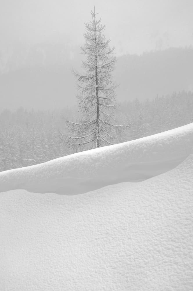 Solitary Winter Tree by Alessandro Traverso — canvas wall art