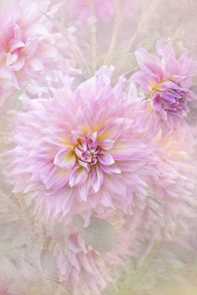 Soft Pink Dahlias by Jacky Parker — canvas wall art