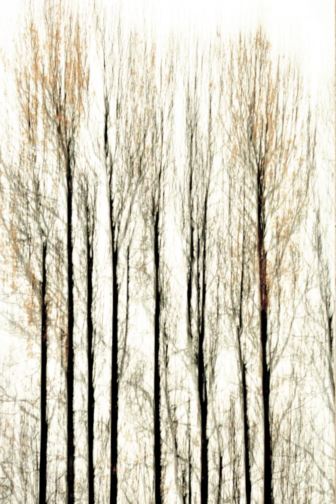 Blurred Forest Lines by Christina Sillen — canvas wall art
