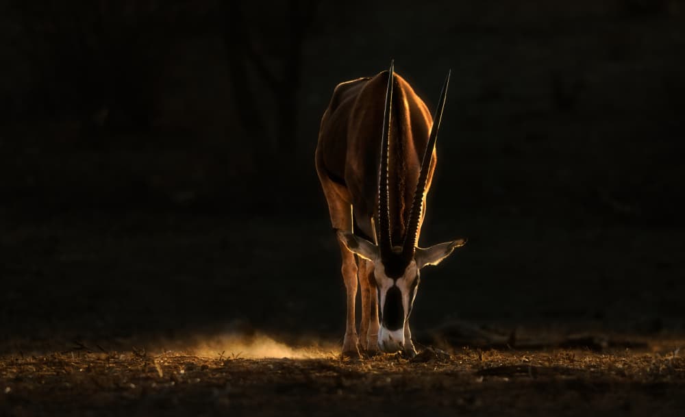 Golden Light Antelope by MIN LI — canvas wall art