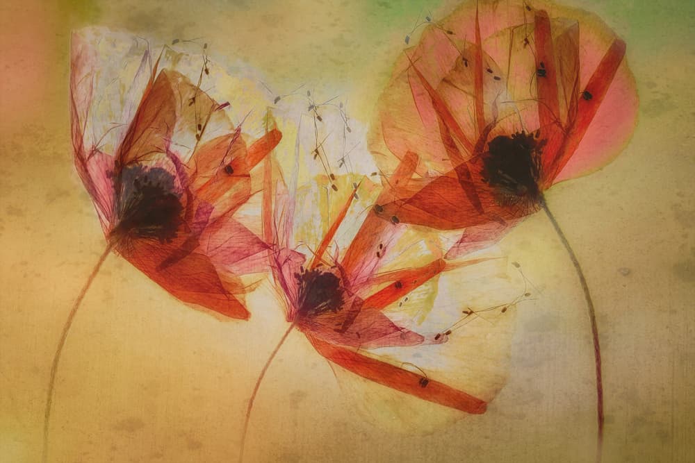 Poppy seeds by Nel Talen — canvas wall art