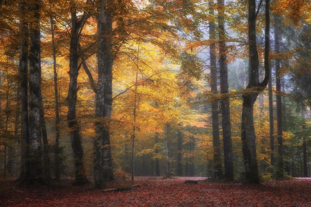 Misty Autumn Forest by Uschi Hermann — canvas wall art