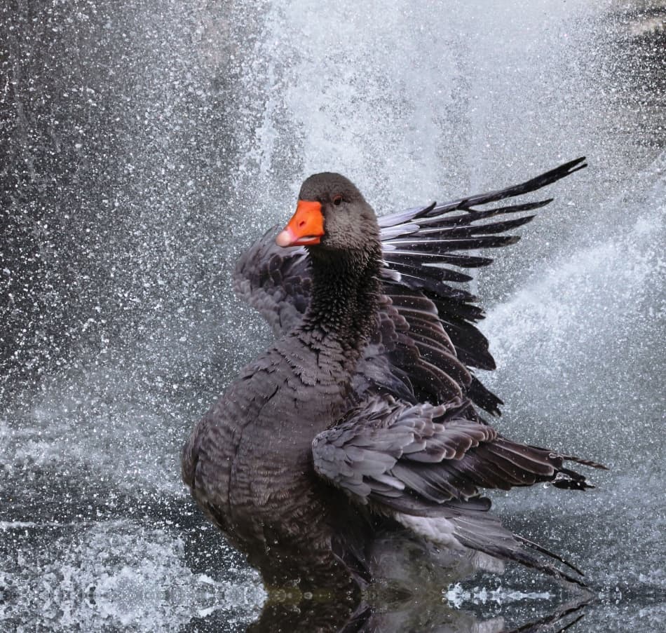 Splashing Grey Goose by Anna Cseresnjes — canvas wall art