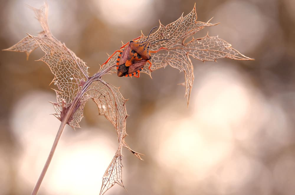 Autumn Bug on Skeletal Leaf by Thierry Dufour — canvas wall art