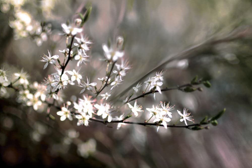 Sloe bloosom by Christina Sillen — canvas wall art
