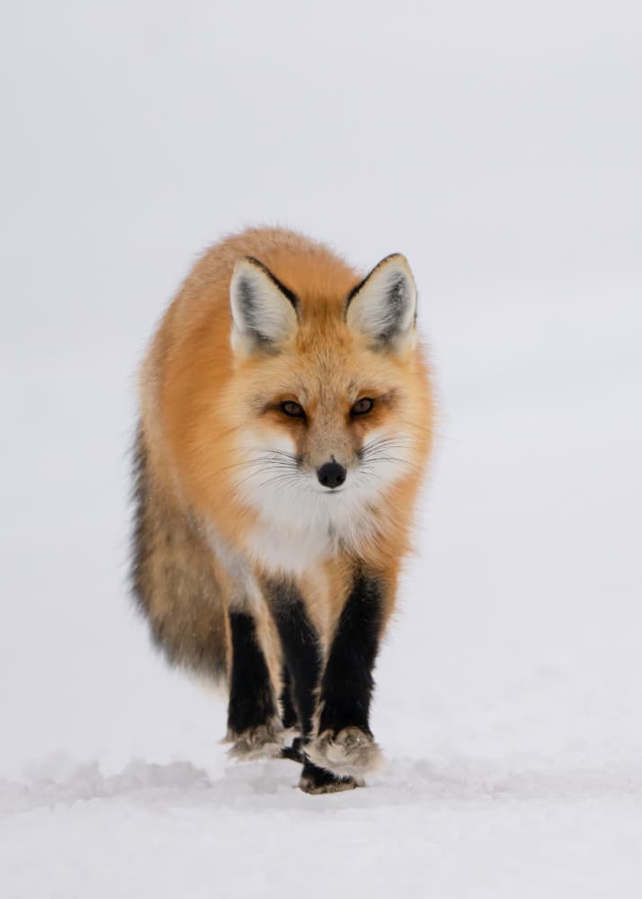 Winter Fox Gaze by Vicki Lai — canvas wall art