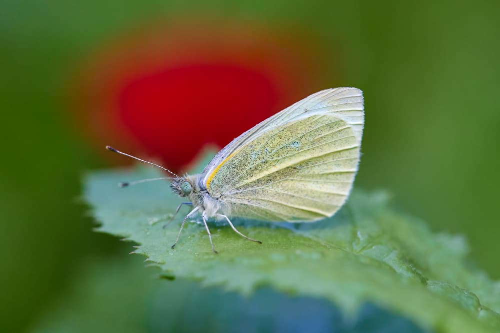 Delicate White Butterfly by Avital Hershkovitz — canvas wall art