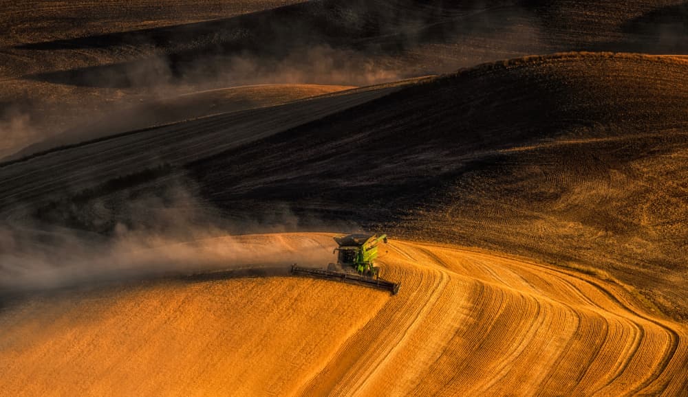 Golden Hour Harvest by Joanna W — canvas wall art