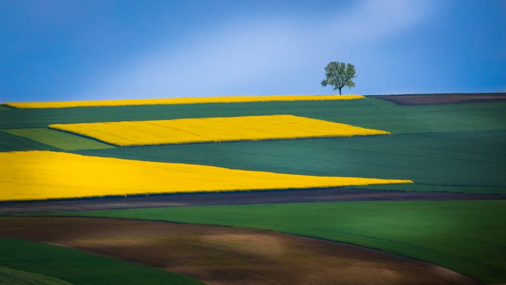 Yellow Fields Solitary Tree by Miroslaw Prybinski — canvas wall art